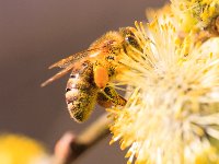PE1D8251 : Biene, Blüte, Dachauer Moos, Frühling, Moos, Palmkätzchen, Weidebusch, _JAHRESZEIT, _LANDSCHAFTSFORMEN